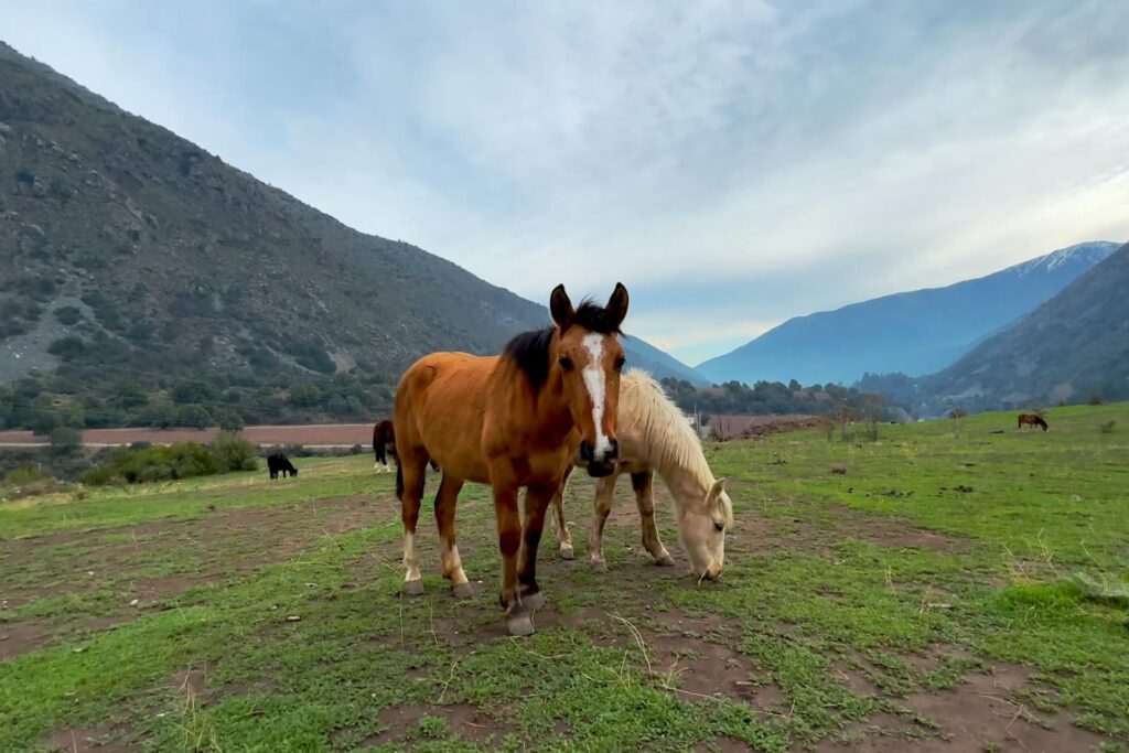 Escapadas Cajón Del Maipo, Cabalgatas y Paseos a Caballo Aki 4