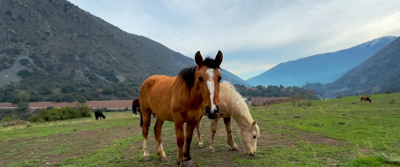 Escapadas Cajón Del Maipo, Cabalgatas y Paseos a Caballo Aki 4