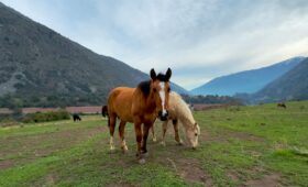 Escapadas Cajón Del Maipo, Cabalgatas y Paseos a Caballo Aki 4