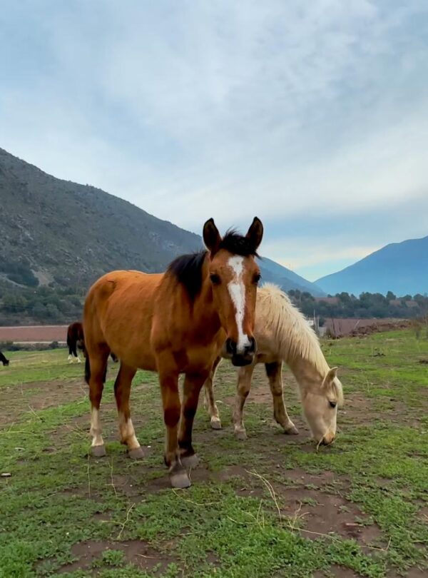 Escapadas Cajón Del Maipo, Cabalgatas y Paseos a Caballo Aki 4