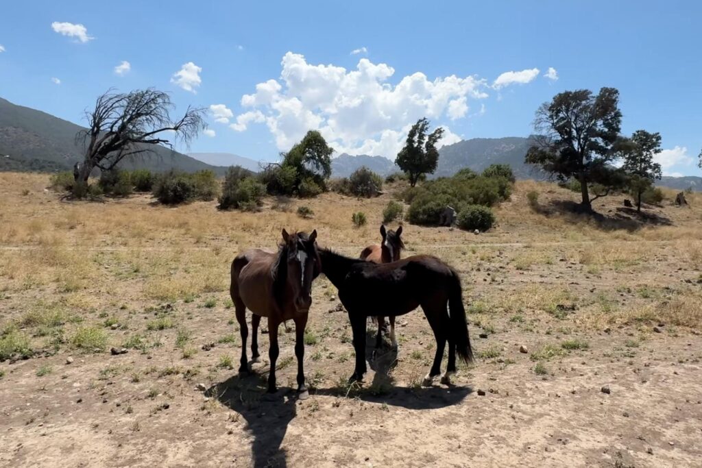 Escapadas Cajón Del Maipo, Cabalgatas y Paseos a Caballo Aki 5