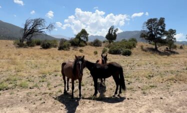 Escapadas Cajón Del Maipo, Cabalgatas y Paseos a Caballo Aki 5