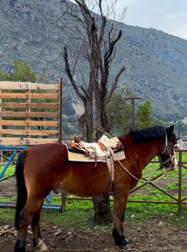 Escapadas Cajón del Maipo, Cabalgatas y paseos a caballo AKI Portada