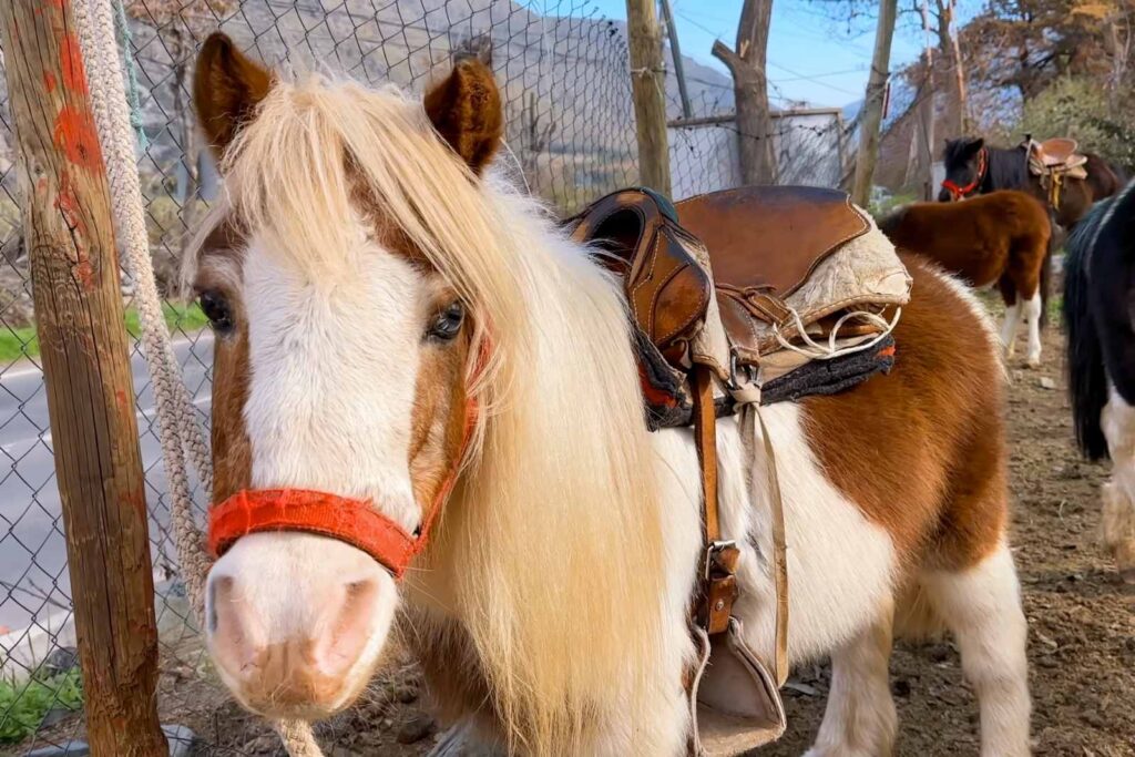 Paseos en Pony y Cabalgatas Parque Los Ponis, El Manzano, Cajón del Maipo 2