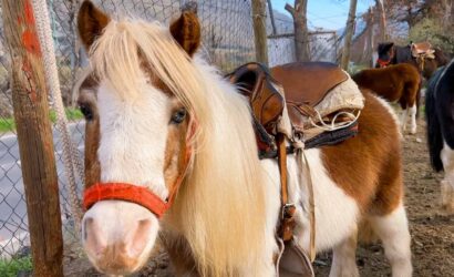 Paseos en Pony y Cabalgatas Parque Los Ponis, El Manzano, Cajón del Maipo 2