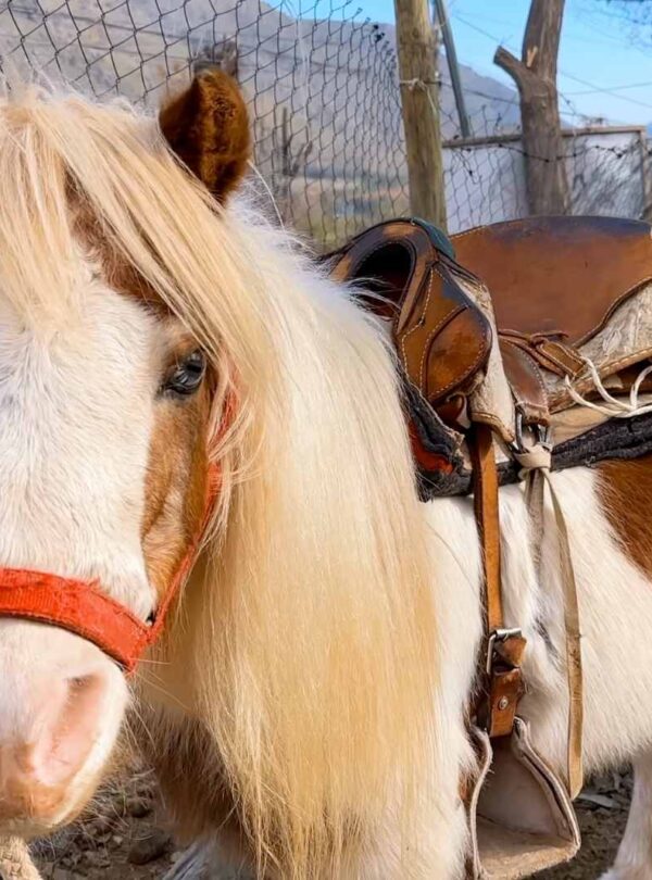 Paseos en Pony y Cabalgatas Parque Los Ponis, El Manzano, Cajón del Maipo 2