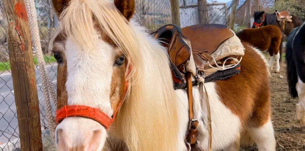 Paseos en Pony y Cabalgatas Parque Los Ponis, El Manzano, Cajón del Maipo 2
