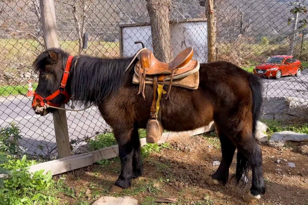 Paseos en Pony y Cabalgatas Parque Los Ponis, El Manzano, Cajón del Maipo 3