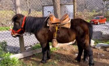 Paseos en Pony y Cabalgatas Parque Los Ponis, El Manzano, Cajón del Maipo 3