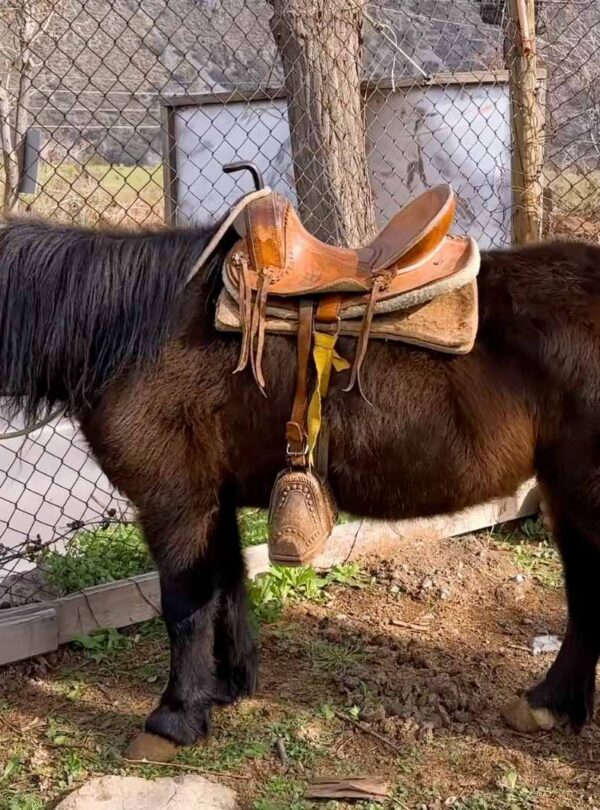 Paseos en Pony y Cabalgatas Parque Los Ponis, El Manzano, Cajón del Maipo 3