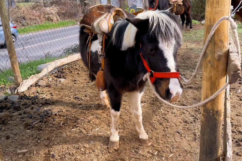 Paseos en Pony y Cabalgatas Parque Los Ponis, El Manzano, Cajón del Maipo 4