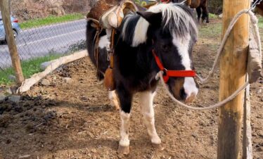 Paseos en Pony y Cabalgatas Parque Los Ponis, El Manzano, Cajón del Maipo 4