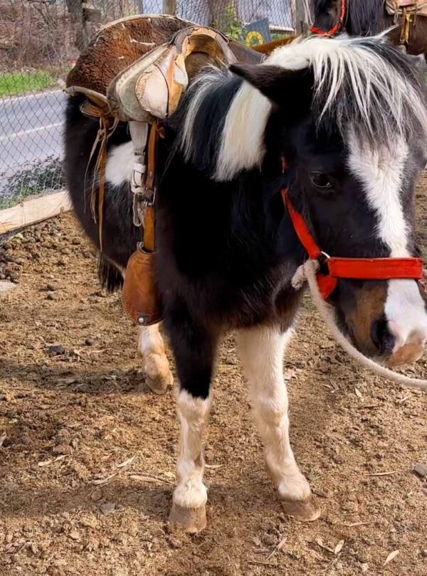 Paseos en Pony y Cabalgatas Parque Los Ponis, El Manzano, Cajón del Maipo 4