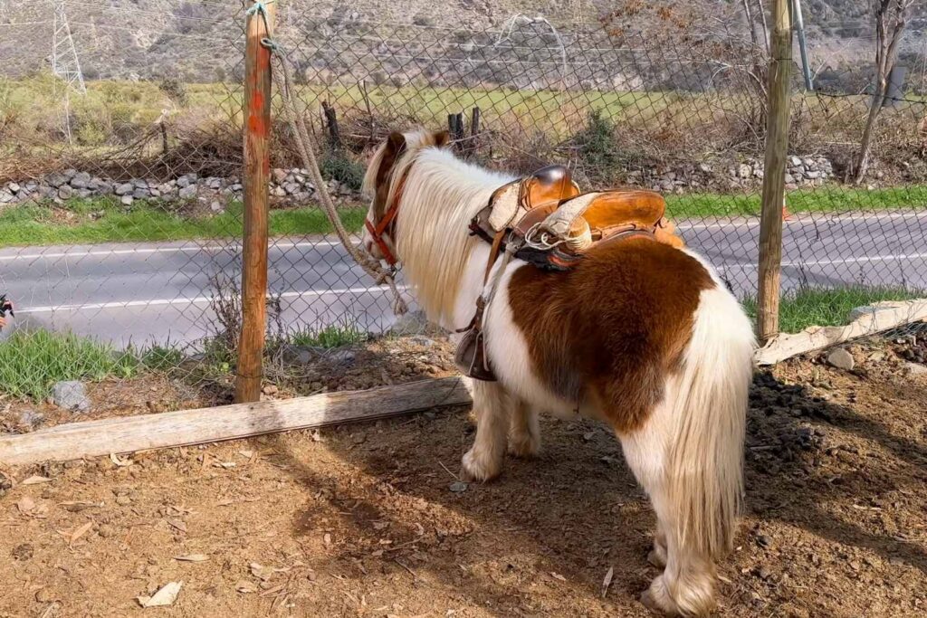 Paseos en Pony y Cabalgatas Parque Los Ponis, El Manzano, Cajón del Maipo 6