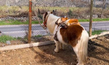 Paseos en Pony y Cabalgatas Parque Los Ponis, El Manzano, Cajón del Maipo 6