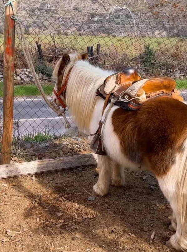 Paseos en Pony y Cabalgatas Parque Los Ponis, El Manzano, Cajón del Maipo 6